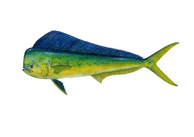 MAHI MAHI